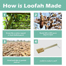 Homecare Wooden Handle Exfoliating Sponge, 15 inches, ideal for rejuvenating skin in the bath, Moovkart.
